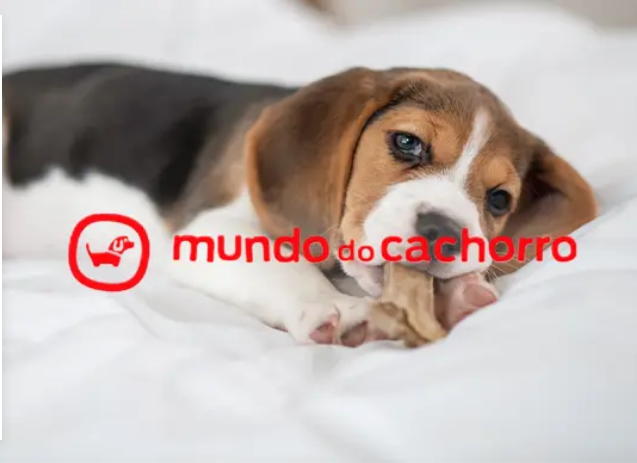 Tem um gatinho ou cachorro? A Purina está a oferecer produtos grátis